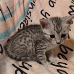 Mau silver female DOB 5-4-24