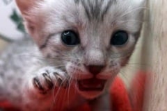 Egyptian Mau Silver Female DOB 6-20-25