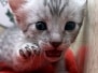 Egyptian Mau Silver Female DOB 6-20-25