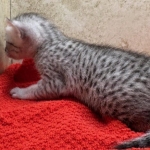 Mau-kitten-silver-female-a