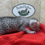 Mau-kitten-silver-female-b