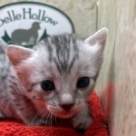 Mau-kitten-silver-female-c
