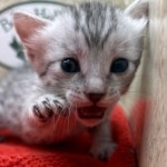Mau-kitten-silver-female-d
