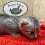 Mau-kitten-silver-female