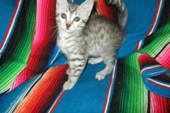 Cleo, Egyptian Mau, Silver, Female, DOB 7-26-17