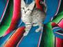 Cleo, Egyptian Mau, Silver, Female, DOB 7-26-17