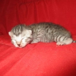 Mau, Silver, Female, DOB 7-26-17