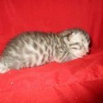 Mau, Silver, Female, DOB 7-26-17