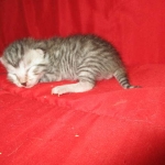 Mau, Silver, Female, DOB 7-26-17