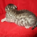 Mau, Silver, Female, DOB 7-26-17