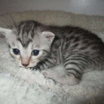 Mau, Silver, Female, DOB 7-26-17