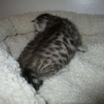 Mau, Silver, Female, DOB 7-26-17