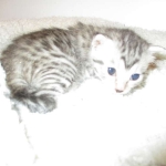 Mau, Silver, Female, DOB 7-26-17