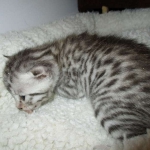 Mau, Silver, Female, DOB 7-26-17