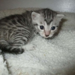 Mau, Silver, Female, DOB 7-26-17