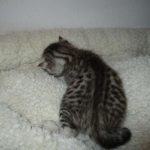 Mau, Silver, Female, DOB 7-26-17