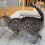 Mau, Silver, Female, DOB 7-26-17