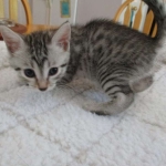 Mau, Silver, Female, DOB 7-26-17