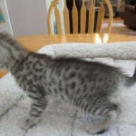 Mau, Silver, Female, DOB 7-26-17