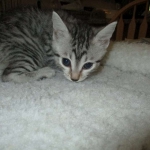 Mau, Silver, Female, DOB 7-26-17