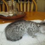 Mau, Silver, Female, DOB 7-26-17