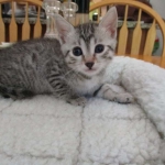 Nova, Mau, Silver, Female, DOB 7-26-17