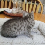 Nova, Mau, Silver, Female, DOB 7-26-17