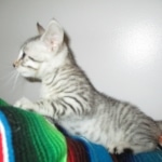 Nova, Mau, Silver, Female, DOB 7-26-17