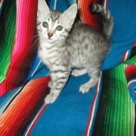 Nova, Mau, Silver, Female, DOB 7-26-17