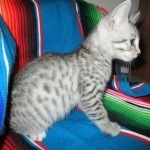 Nova, Mau, Silver, Female, DOB 7-26-17