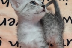 Egyptian Mau Silver female DOB 7-5-24