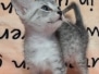 Egyptian Mau Silver female DOB 7-5-24