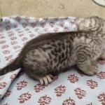 Egytian Mau silver female