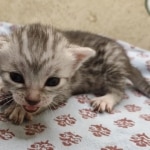 Egytian Mau silver female