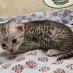 Egytian Mau silver female