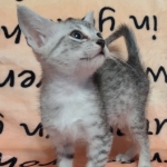 Egytian Mau silver female