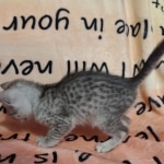 Egytian Mau silver female