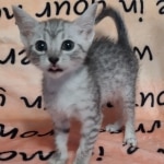 Egytian Mau silver female