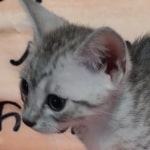 Egytian Mau silver female