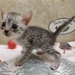 silver-egyptian-mau-girl-a-Copy