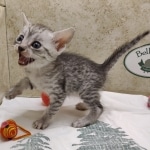 silver-egyptian-mau-girl-b-Copy