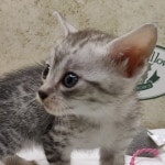 silver-egyptian-mau-girl-c-Copy