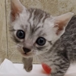 silver-egyptian-mau-girl-d