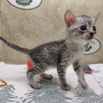 silver-egyptian-mau-girl
