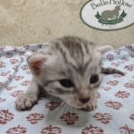 Egytian Mau silver female