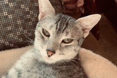 Shimmer, Egyptian Mau, Silver, Female, DOB 8-17-20