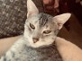 Shimmer, Egyptian Mau, Silver, Female, DOB 8-17-20
