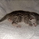 Mau, Silver, Female, DOB 8-17-20