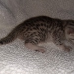 Mau, Silver, Female, DOB 8-17-20