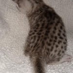 Mau, Silver, Female, DOB 8-17-20